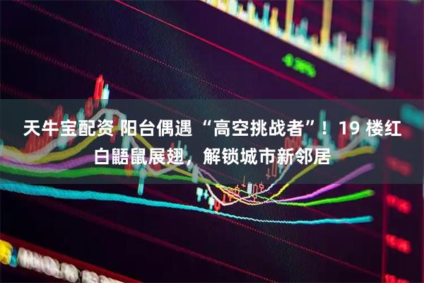 天牛宝配资 阳台偶遇 “高空挑战者”！19 楼红白鼯鼠展翅，解锁城市新邻居